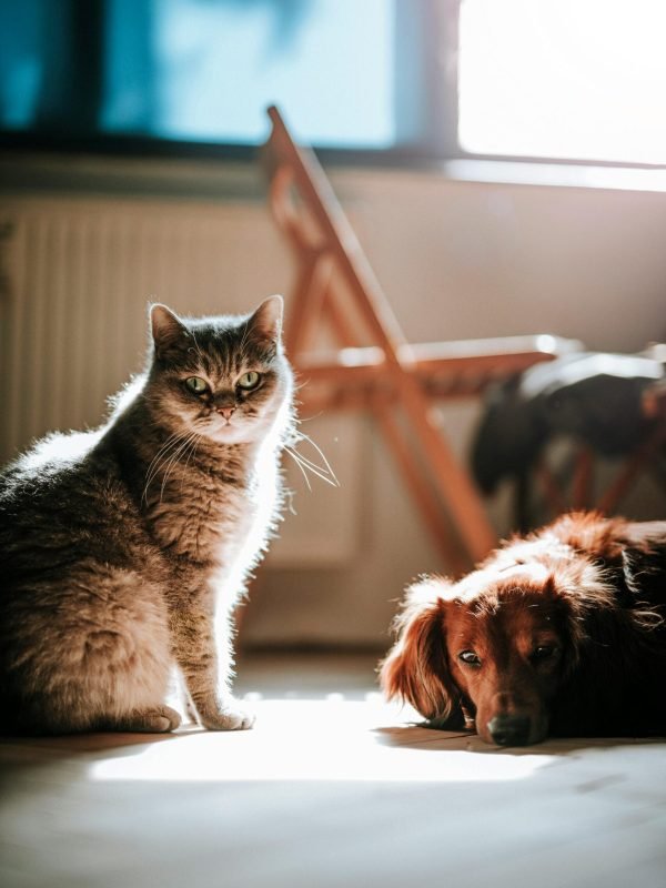 pexels-mariansicko-4214919